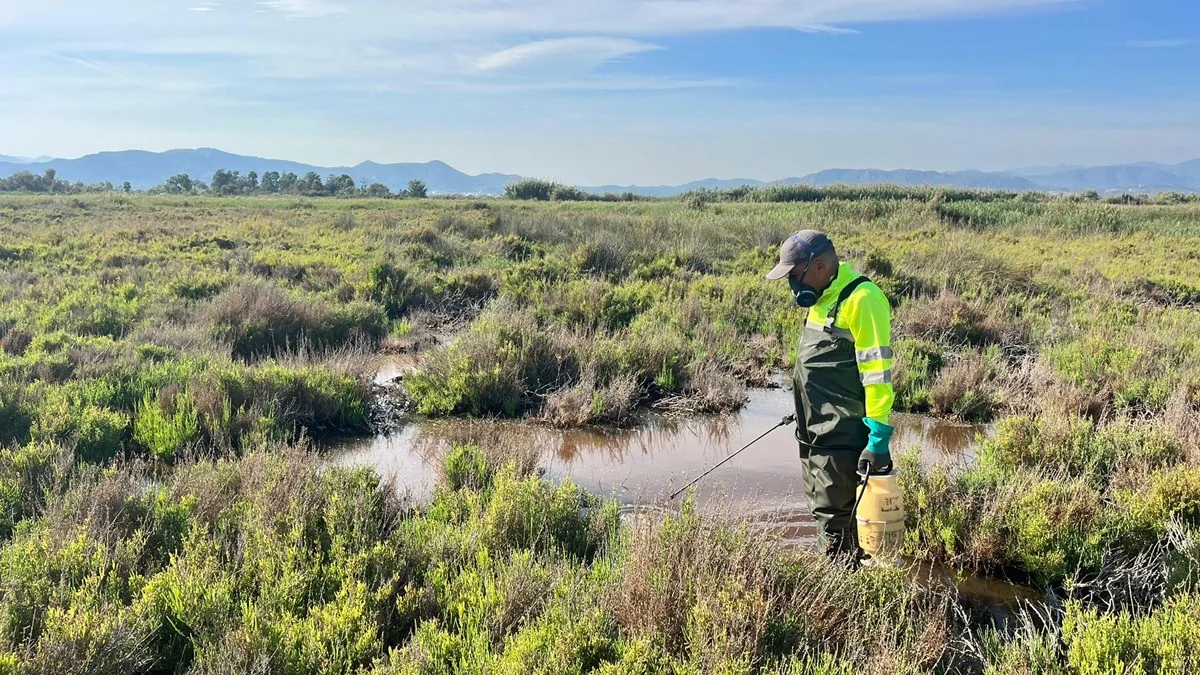 Trabajo municipal de vigilancia y control de mosquitos en Sagunto